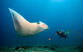 manta rog en duiker von Dray van Beeck