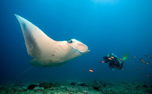 manta rog en duiker