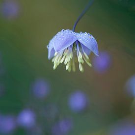 Blauw bloemetje met druppels van de dauw van Ineke Nientied