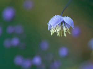 Blauw bloemetje met druppels van de dauw sur Ineke Nientied