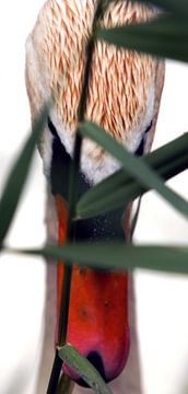 Close encounter met zwaan van Jacques Splint