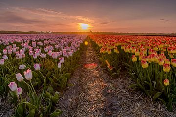 Zonsondergang boven een tulpenveld van Alex Hoeksema