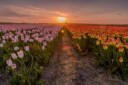 Sunset over a tulip field