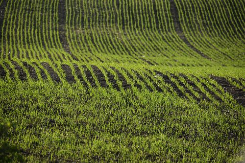 Een gebied van haver in de lente