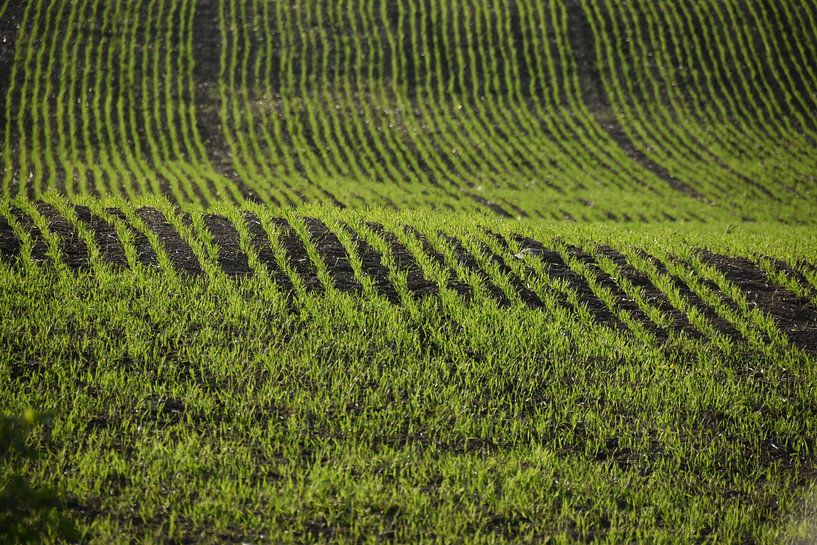 Eine Fläche mit Sommerhafer von Claude Laprise