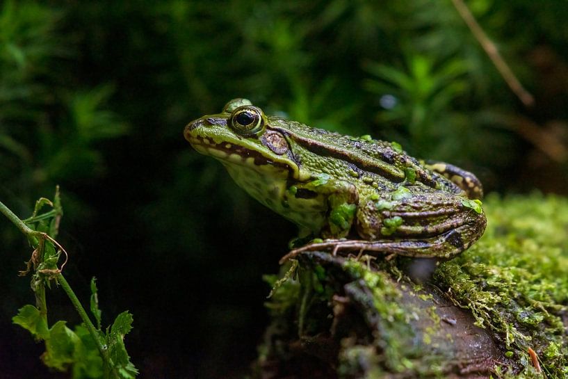 Green frog by Merijn Loch