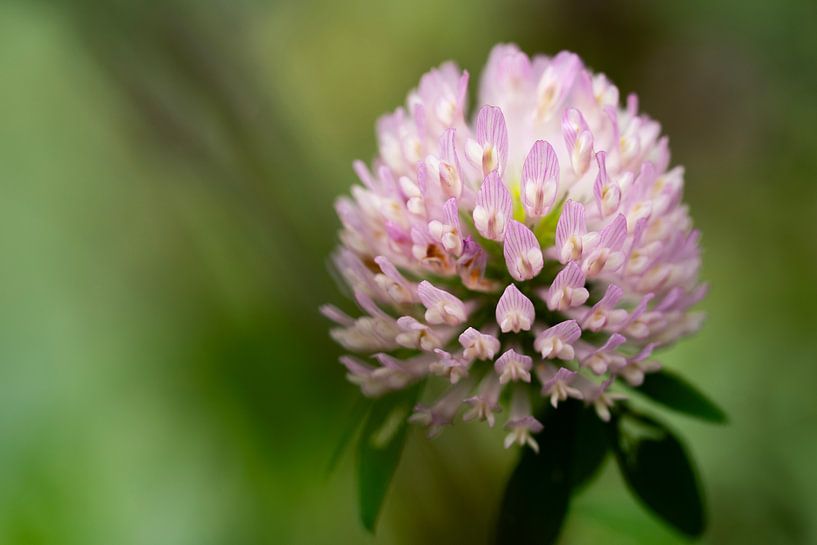 Flower by Bastiaan van Esch