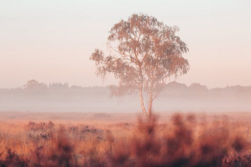 Matin d'été brumeux sur les landes sur Madinja Groenenberg