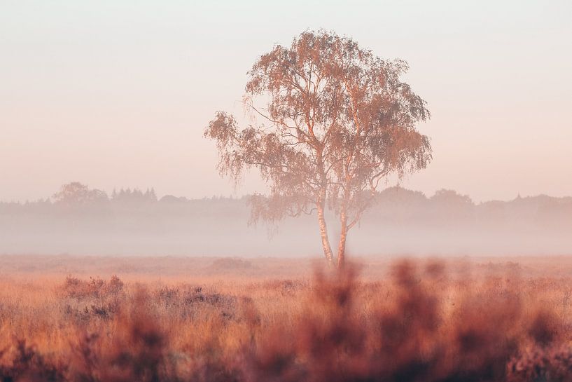 Foggy summer morning on the moors by Madinja Groenenberg