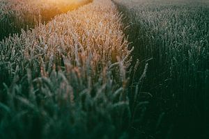 Champ de céréales dans la lumière du soir