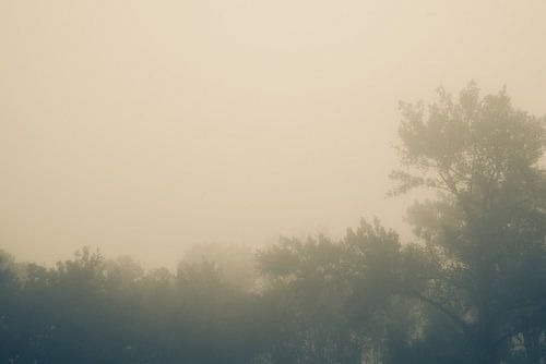 Erwachende Bäume im Morgenlicht. Monochrom.