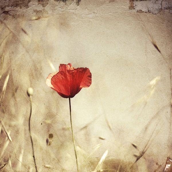 seul par Desislava Ignatova