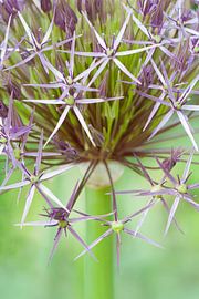 Allium christophii