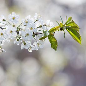 Een voorjaarsfoto van bloeiende bloesem van Pieter van Dieren (pidi.photo)