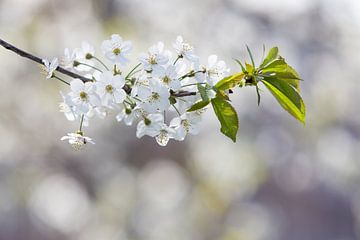 Een voorjaarsfoto van bloeiende bloesem