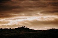 Hert onder donkere wolken, Amsterdamse Waterleidingduinen van Michiel de Bruin thumbnail