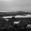 Sheep grazing on the rugged coast of Ireland by Bo Scheeringa Photography