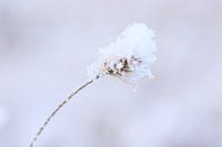 Weicher Schnee