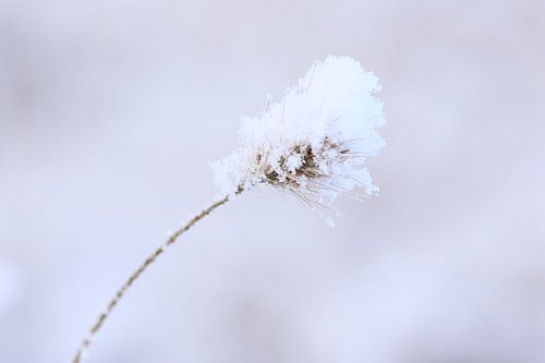 Neige molle