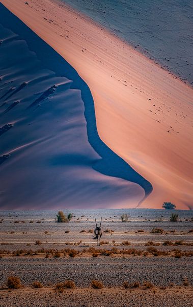 Der einsame Oryx von Loris Photography