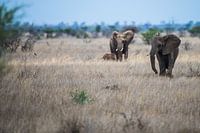 Olifant