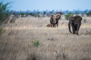 Olifant von Stijn Verbruggen