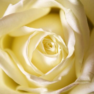 Pastel gele roos van Nicolette Vermeulen