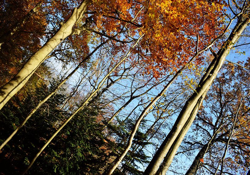 Autumn in the 'Land van Ooit' by Monique Pulles