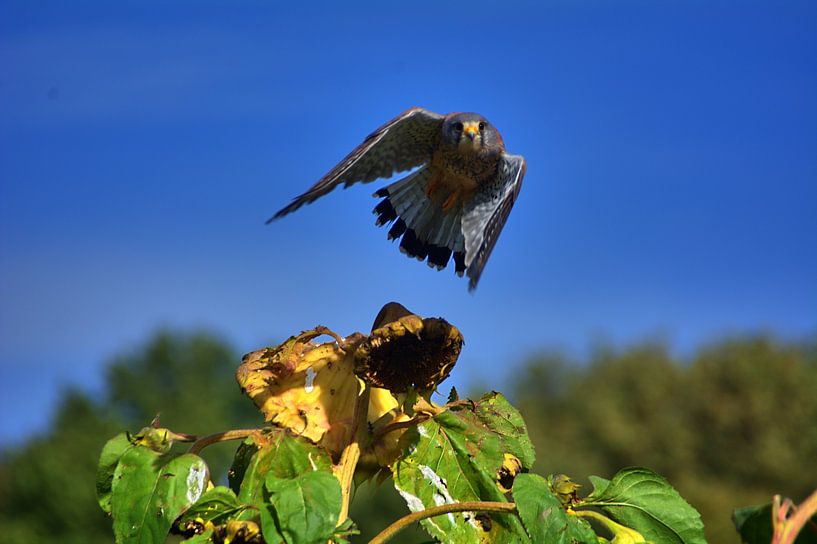 Vol de crécerelle par Edgar Schermaul