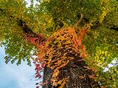 Boom met veelkleurige bladeren op de stam van Ronald Smits thumbnail