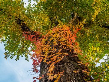 Boom met veelkleurige bladeren op de stam van Ronald Smits