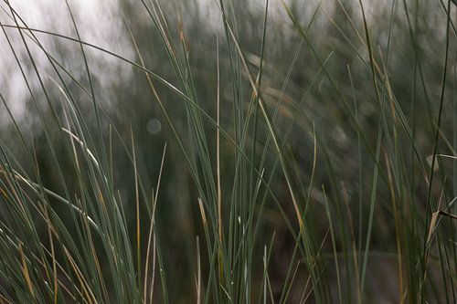 Marram grass on Dutch beach dune