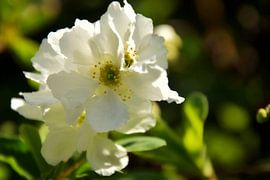 Blossom