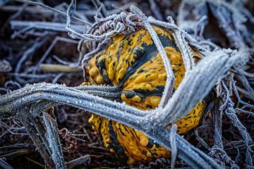 Ornamental Pumpkin by Rob Boon