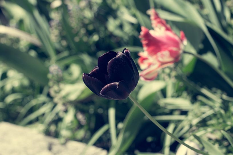 zwarte tulp by Valqueira van der Does