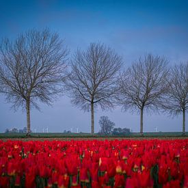 Bloeiende tulpen in de Carel Coenraadpolder (Groningen) van Michel Leertouwer