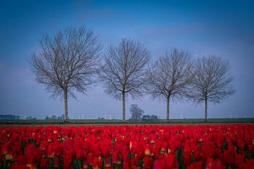 Bloeiende tulpen in de Carel Coenraadpolder (Groningen) van Michel Leertouwer