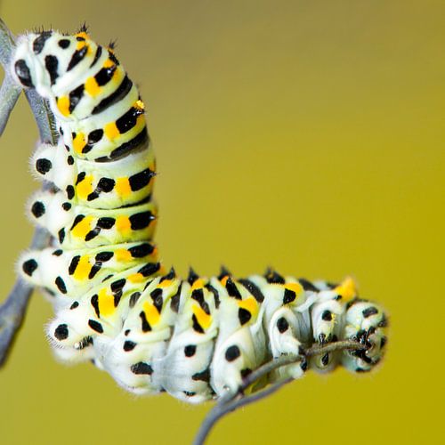 Caterpillar Swallowtail