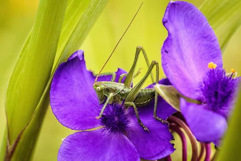 Grasshopper by Rob Boon