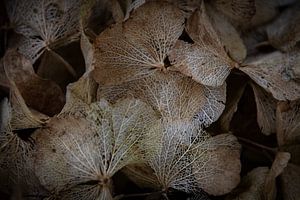 Hortensienblüten im Winter