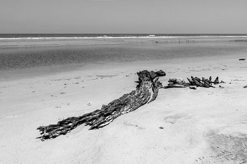 Drijf hout aan het strand