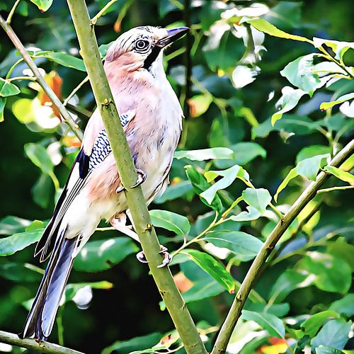 Jay
