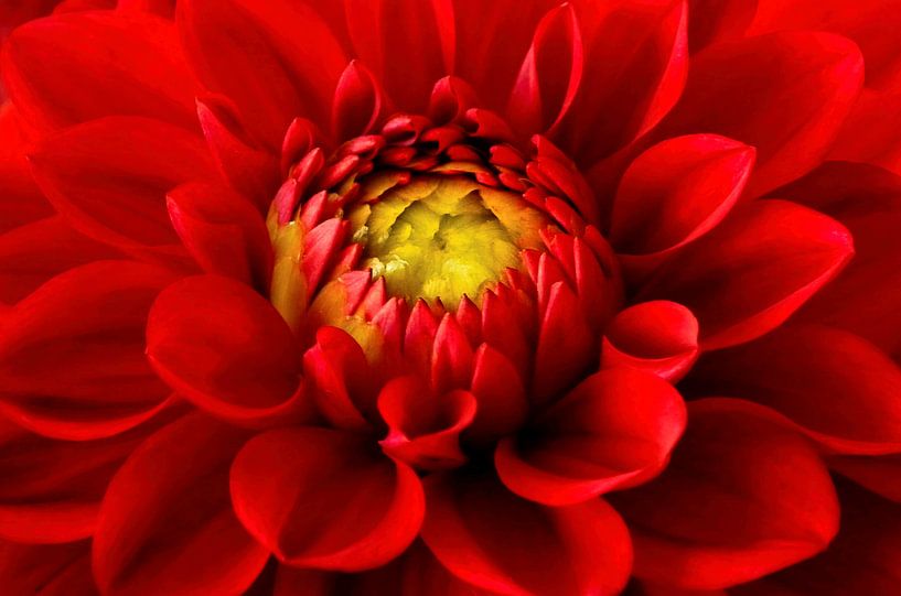 Dhalia par Leo Huijzer