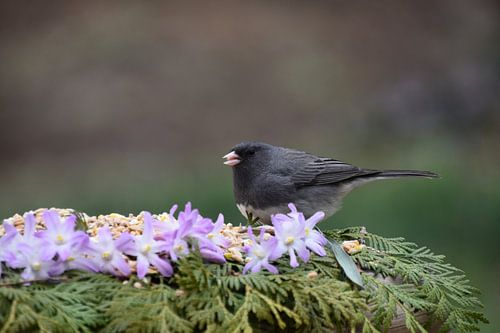 Een junco-vogel bij de voederbak