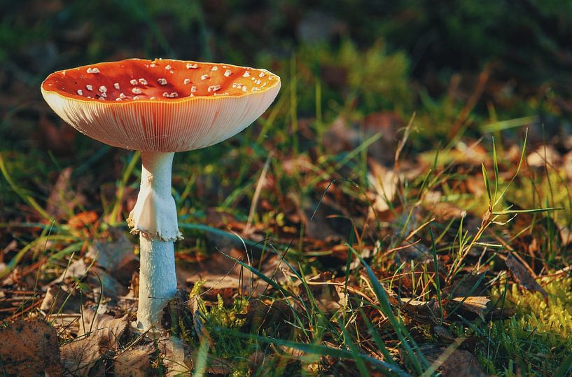 Autumn Vibes by Hello Pompoyo