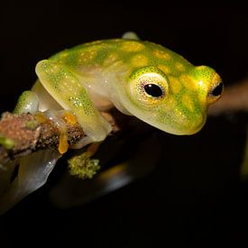 Glass Frog by Han Peper