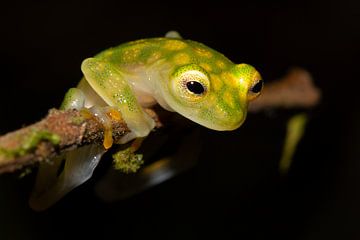 Glaskikker (Costa Rican Amphibian Research Center) van Han Peper