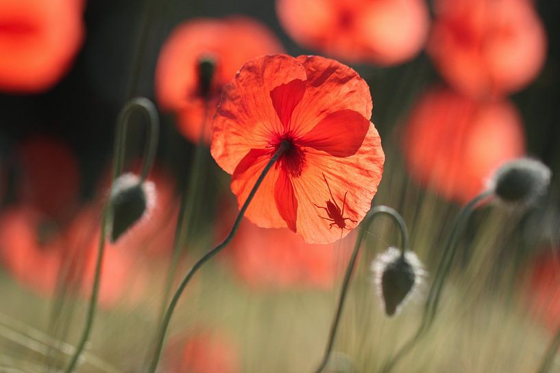 Coquelicots I par Nienke Castelijns