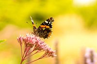 Zo zoet als nectar in de zon. 