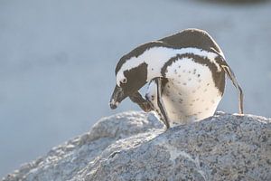 Krabbenfressender Pinguin am Boulders Beach - ein reines Porträt